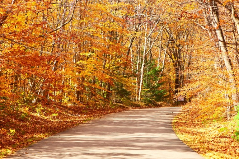 Fall foliage and trail.