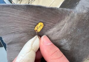 Closeup of a DNR tag on a sturgeon's fin