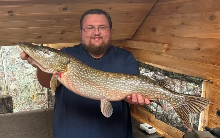 giant northern pike ice fishing lake of the woods Bearded man in a wood-paneled room holding a large northern pike caught ice fishing.