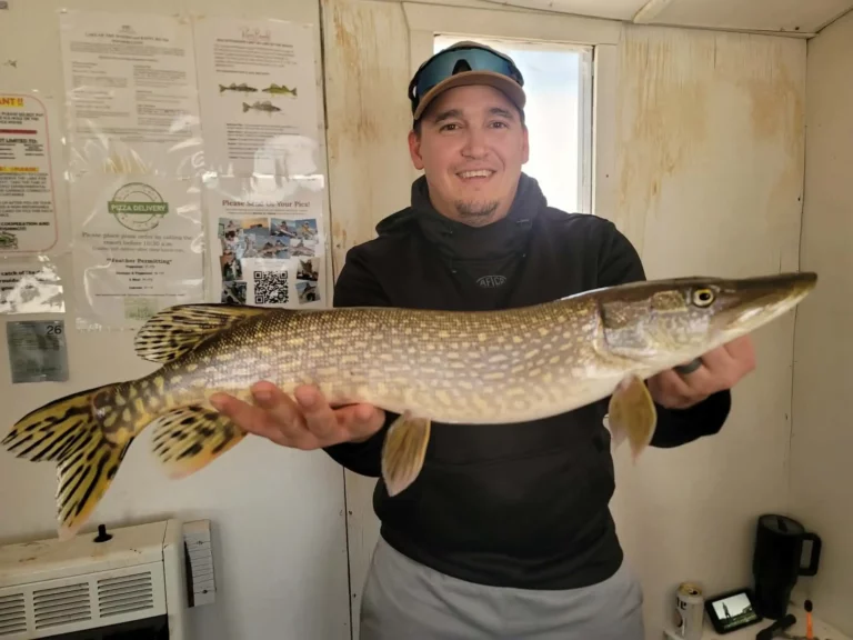 northern pike lake of the woods ice house Man in a cap holding a large northern pike inside a Lake of the Woods ice house.